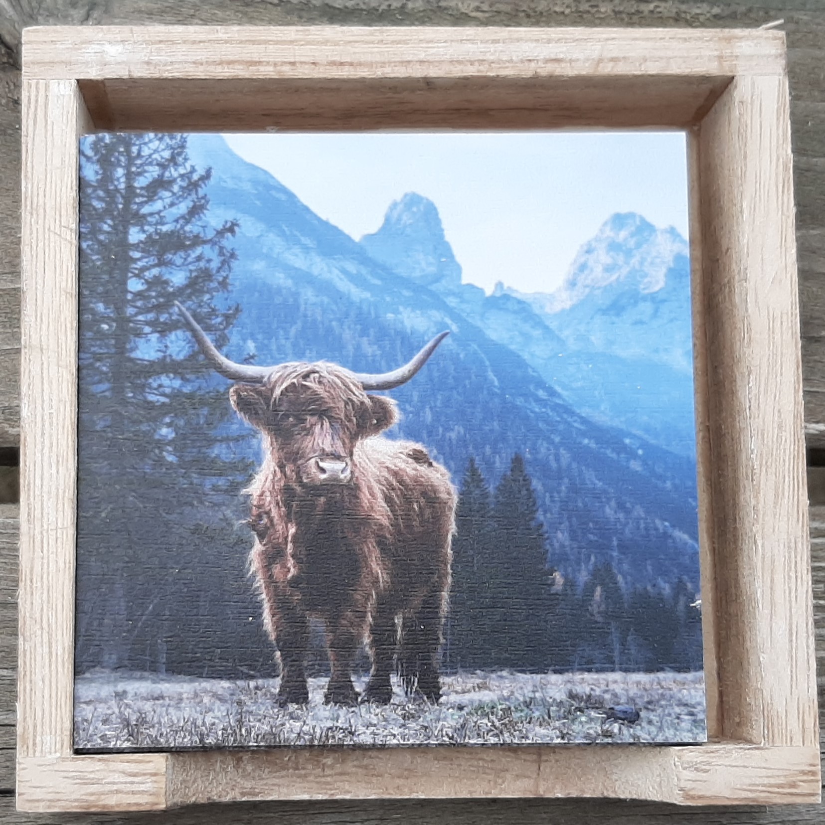 Onderzetters Schotse Hooglanders set van 6 in kleur